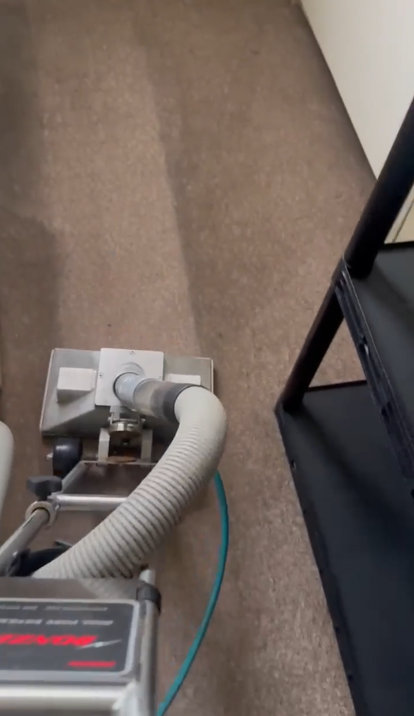 Raven Carpet Cleaning Professional Service in Michigan